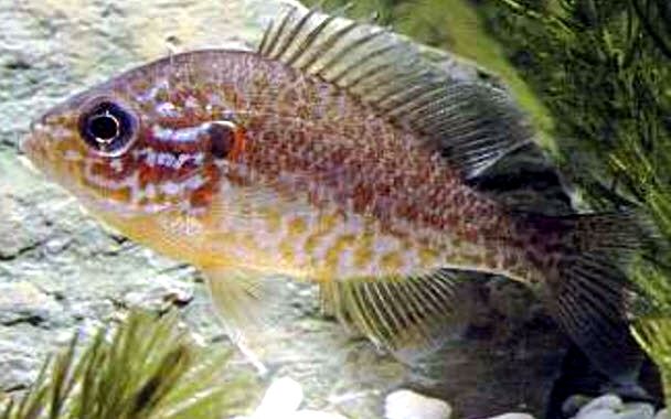 Lepomis gibbosus _03.jpg